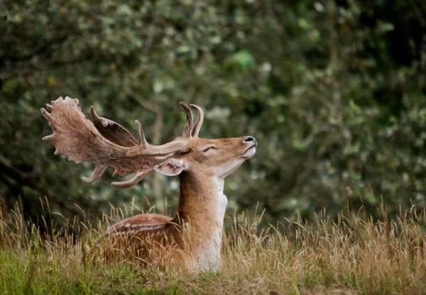 Photograph Gert Van Den Bosch Dearest Deer on One Eyeland